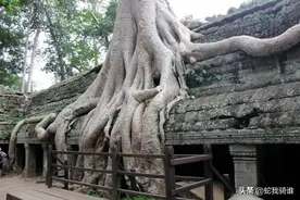 科学辨伪非洲蛇树吃人传言，手一碰到像蛇的枝条就被缠住图片