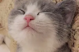 猛男必看，你怎么还不睡觉？喵图片