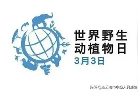让我们一起守护它们图片