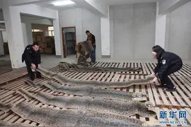 海南侦破全国最大走私蟒蛇皮案 6年走私蟒蛇皮6万张案值8亿图片