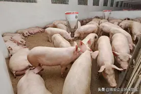 散养户到底养多少头猪最划算？未来应该怎么发展？图片