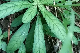 广东普宁农村乡下常见的一种植物，有你们认识的吗？图片