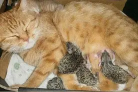 好心收养一窝没娘的小刺猬，橘猫妈妈：扎死朕了图片