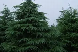 雪松的养殖方法图片