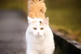 拥有美丽大尾巴的猫真的太帅气了图片