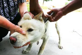 当狗狗出现了这5种症状，主人就要小心了，很有可能是得了狂犬病图片