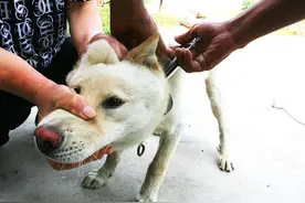 当狗狗出现了这5种症状，主人就要小心了，很有可能是得了狂犬病图片