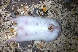 仓鼠怀孕有什么特征 仓鼠怀孕症状表现你知道多少图片