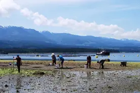 海滩边随手“捡”了点海鲜，竟然面临罚款还要坐牢……图片