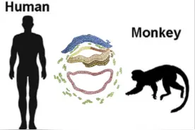 Cell：人猴“杂交”胚胎可存活，人类细胞占比高，中国科学家参与图片