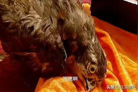 雍正王朝：老八精心布好的局——“死鹰事件”，让康熙一句话粉碎图片