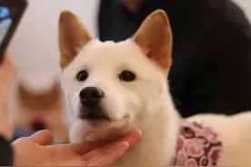 揭秘：狗狗每天到底都在想什么？让小编告诉你图片