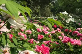 【我的相册】图片