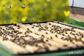 蜂群中的蜂王“侍卫圈”，为啥有时有有时无？与2个因素有关图片