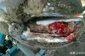 牛、羊蹄子腐烂别发愁，一种土方法，一治就好图片