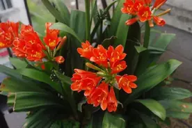 冬天该怎么养护君子兰？只需掌握4个妙招，植株可轻松逆生长图片