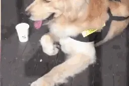 狗狗到警察局冒充“公务犬”，偷吃民警鸡腿图片