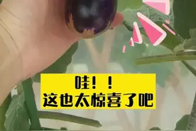 阳台种菜不占地，也不脏地板图片