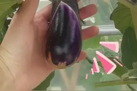 阳台种菜不占地，也不脏地板图片
