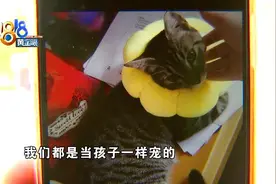 小猫“去势”后没了，术前检查不全面？图片