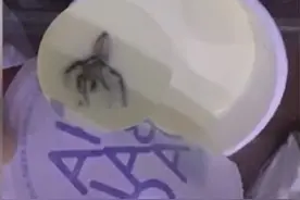 茶百道再次回应奶茶中喝出蜘蛛图片