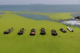 这些外来入侵物种，是第六次物种大灭绝的重要元凶图片