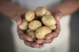 我每天吃土豆，吃了3个月，体重减轻了图片