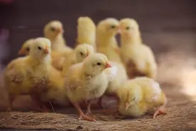 夏季愁煞养鸡户的四大疾病，如何防治？图片