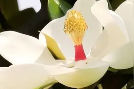 广玉兰的扦插方法图片