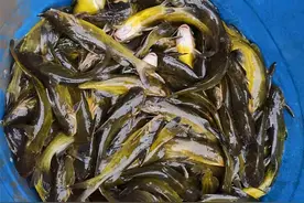 今年黄颡鱼病害高发，该如何防治？图片