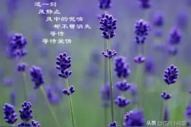 薰衣草花语：只要用力呼吸就能与爱再相遇、等待爱情的奇迹图片
