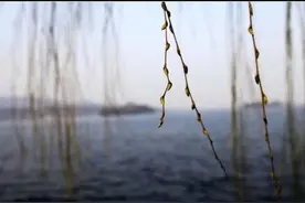 觅春（散文）图片