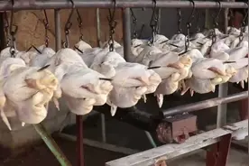 山东小伙卖烤鸡，土炉挂烤1400只，700多度不停火图片