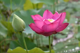 ​红荷花诗词名句10首：芙蓉葩红鲜，莲心彻底红图片
