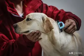 导盲犬是这样取得“毕业证”的图片