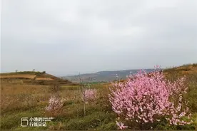 自驾西安杏花谷，赏花、挖野菜、赏田园风光，春天一日游好去处图片