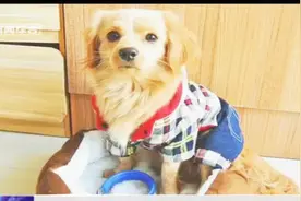 哈尔滨养犬管理条例或将面临“瘦身”，停止收取养犬管理服务费视频封面