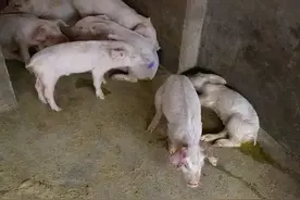 猪回肠病的症状及治疗，认真看看这一篇，养猪不怕回肠炎图片