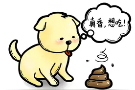粑粑难道不香吗？为什么主人不吃？细数狗狗吃粪便的15个原因图片