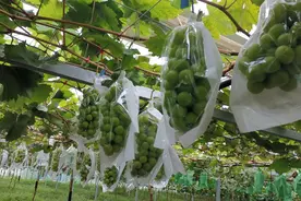 啥季节吃啥水果：葡萄应季正当食图片