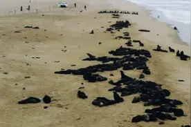 7000头海豹早产儿集体死亡，这已不是首次，是天灾还是人祸？图片