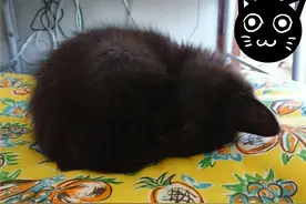 家里猫走丢，无奈之下，日本妹子用玄学找猫大法，竟然成功了图片