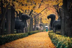 一到秋天，南京就美成了金陵！美景都藏在了这4个地方图片