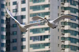 天鹅之乡——库尔勒图片