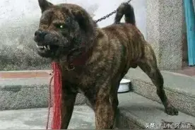女子捡到小奶狗，长大后残暴丑陋 有人想高价买走图片