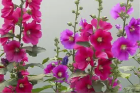 农村路边常见的1种花，能长2米高，开花美艳，花期又长图片