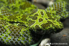 来自湖南莽山的巨蛇，蛇界“大熊猫”，莽山原矛头蝮为何如此珍稀图片