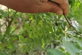 救治洛阳千年皂荚树，保护古树也留住乡愁图片
