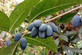 桂花树结果真是少见，桂花果泡酒有妙用，值得一看图片