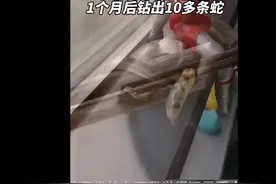 湖南居民家中出现10多条小蛇，蛇窝竟在盆栽里，小蛇会召唤母蛇吗图片